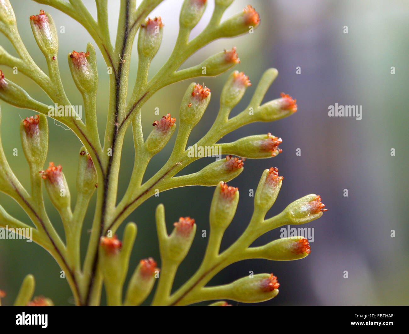 Rabbit's Foot Fern (Davallia fejeensis), detail of a frond with sori Stock Photo