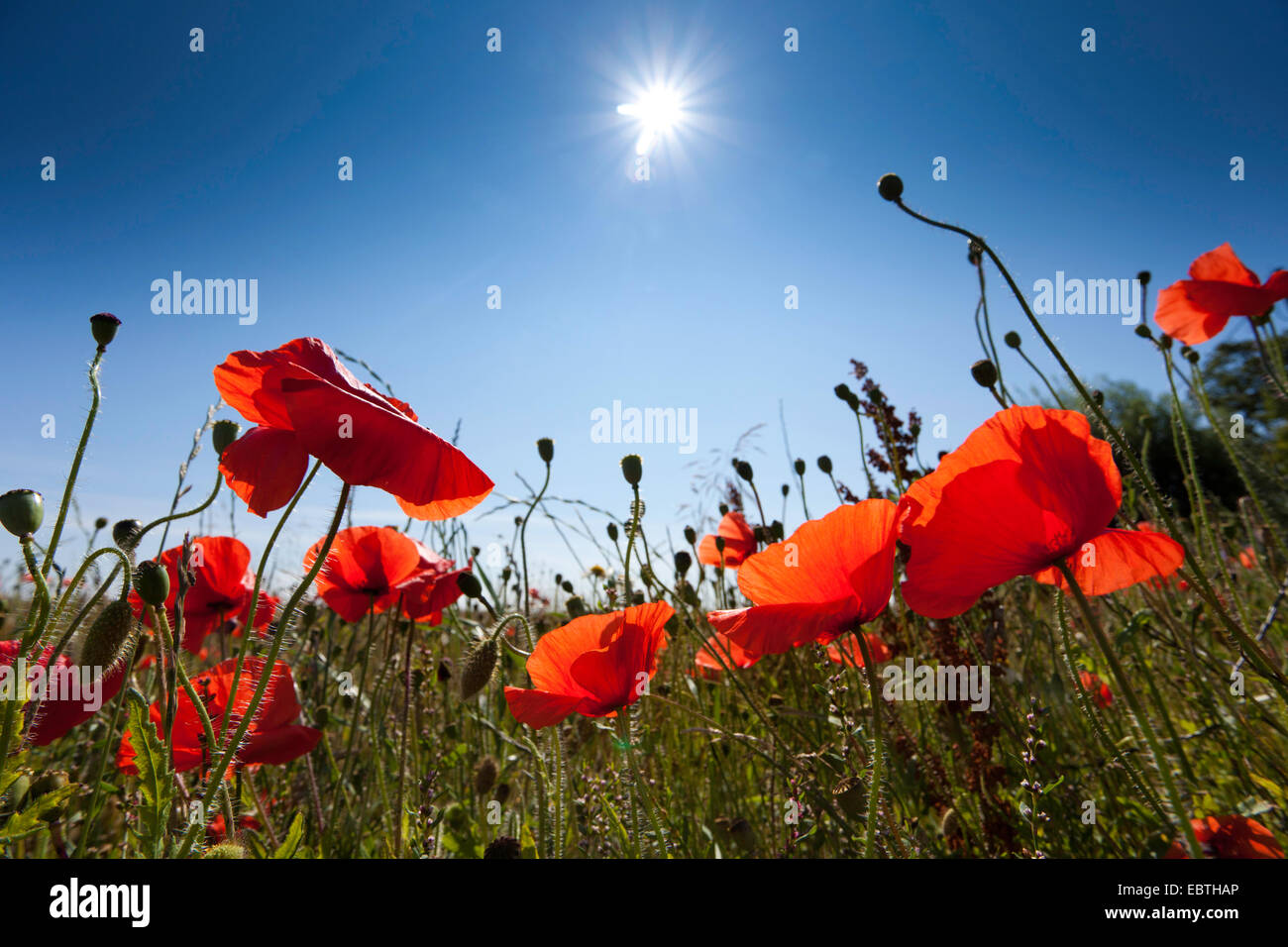 Common poppy, Corn poppy, Red poppy (Papaver rhoeas), view at the sun from out ao a meadow with blooming poppy, Germany, Mecklenburg-Western Pomerania Stock Photo