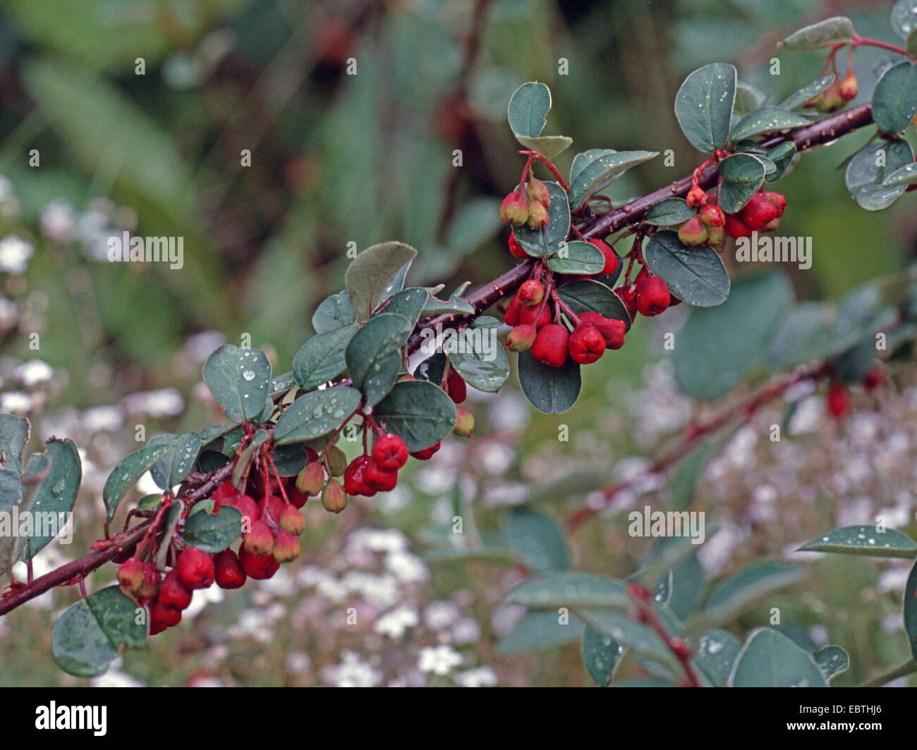 Wild cotoneaster, Common Cotoneaster (Cotoneaster integerrimus), branch with fruits, Slovakia Stock Photo
