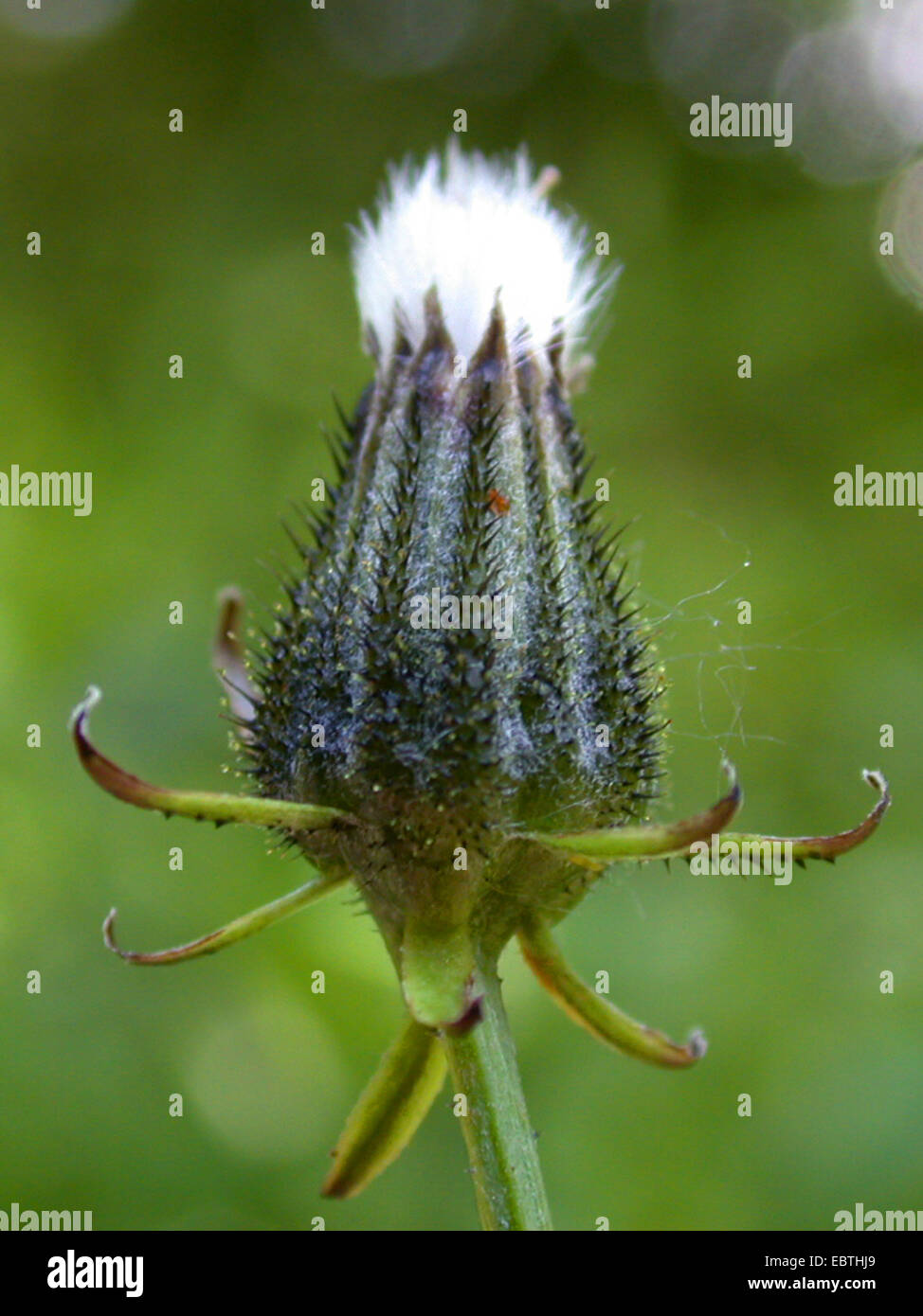 rough hawk's-beard (Crepis biennis), infructescence, Germany Stock Photo