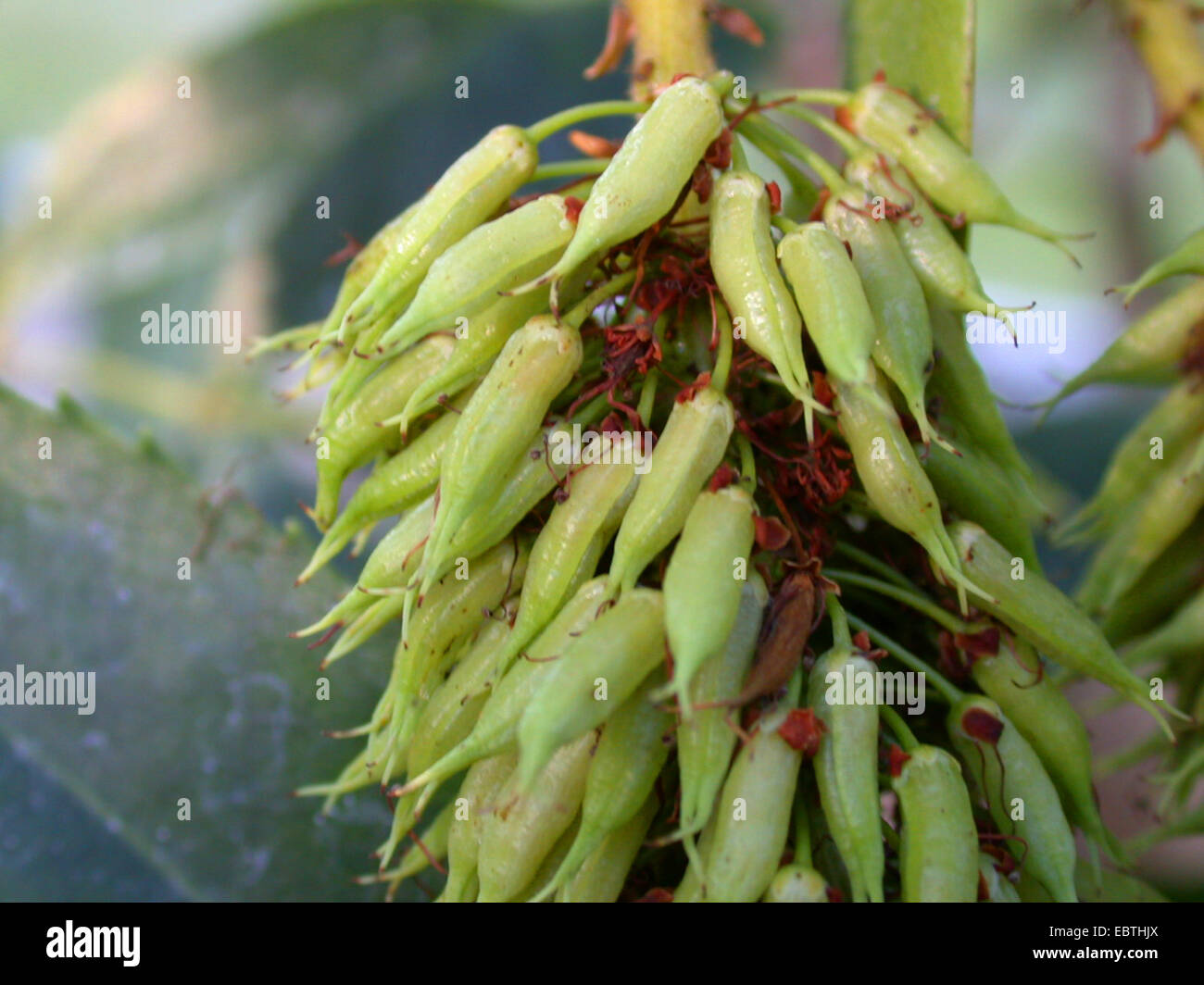 Butterspoon Tree (Cunonia capensis), young fruits Stock Photo - Alamy