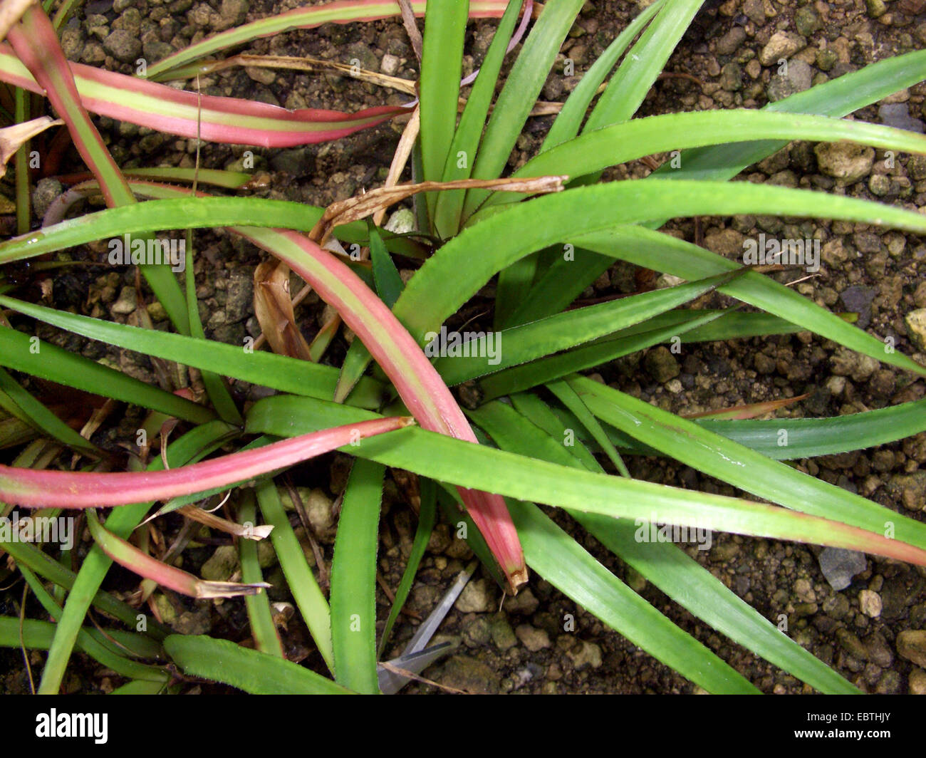 Cryptanthus maritimus (Cryptanthus maritimus), top view Stock Photo