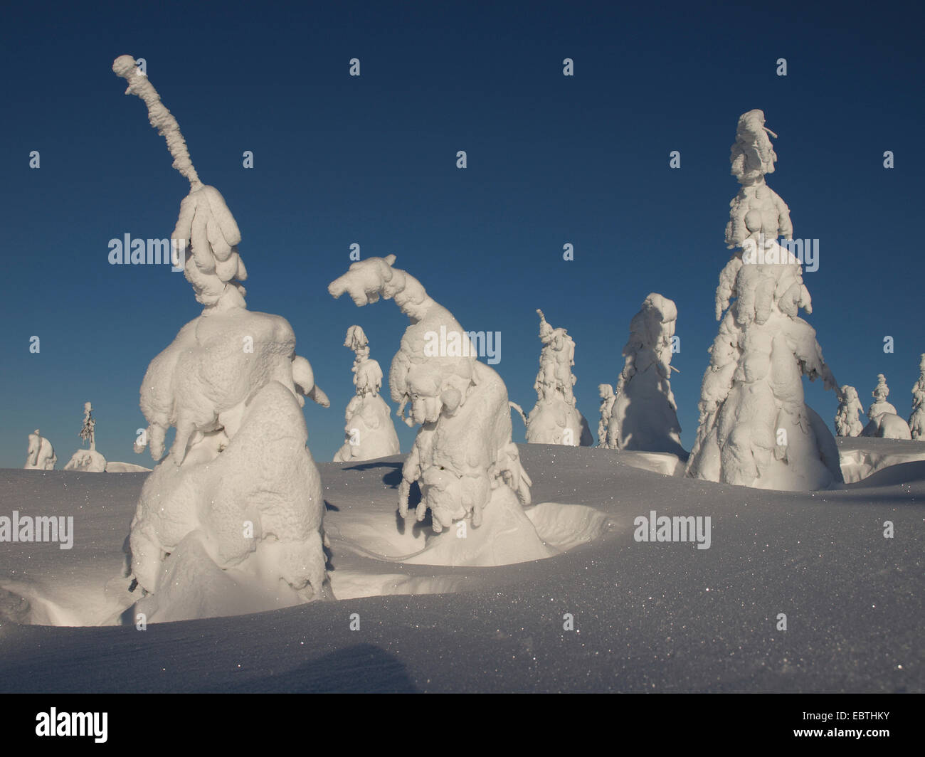 snow covered coniferous trees, Czech Republic, Riesengebirge, Spindlermuehle Stock Photo