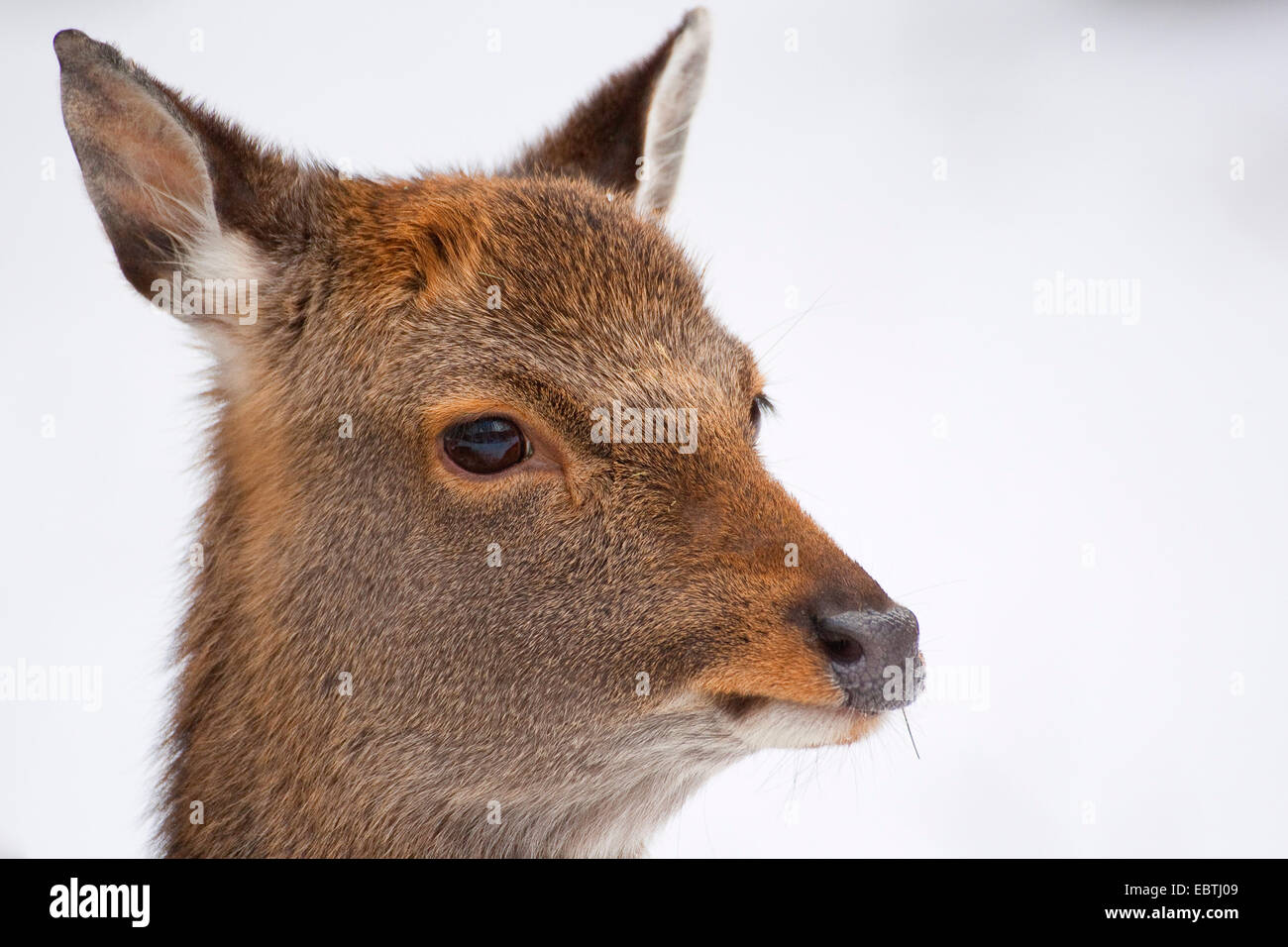 sika deer (Cervus nippon), portrait of a juvenile, Germany Stock Photo