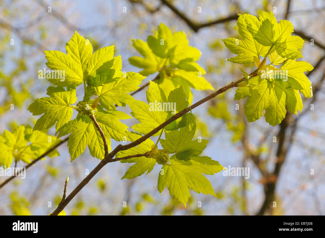 sycamore maple, great maple (Acer pseudoplatanus), proliferation at a twig, Germany, North Rhine-Westphalia Stock Photo