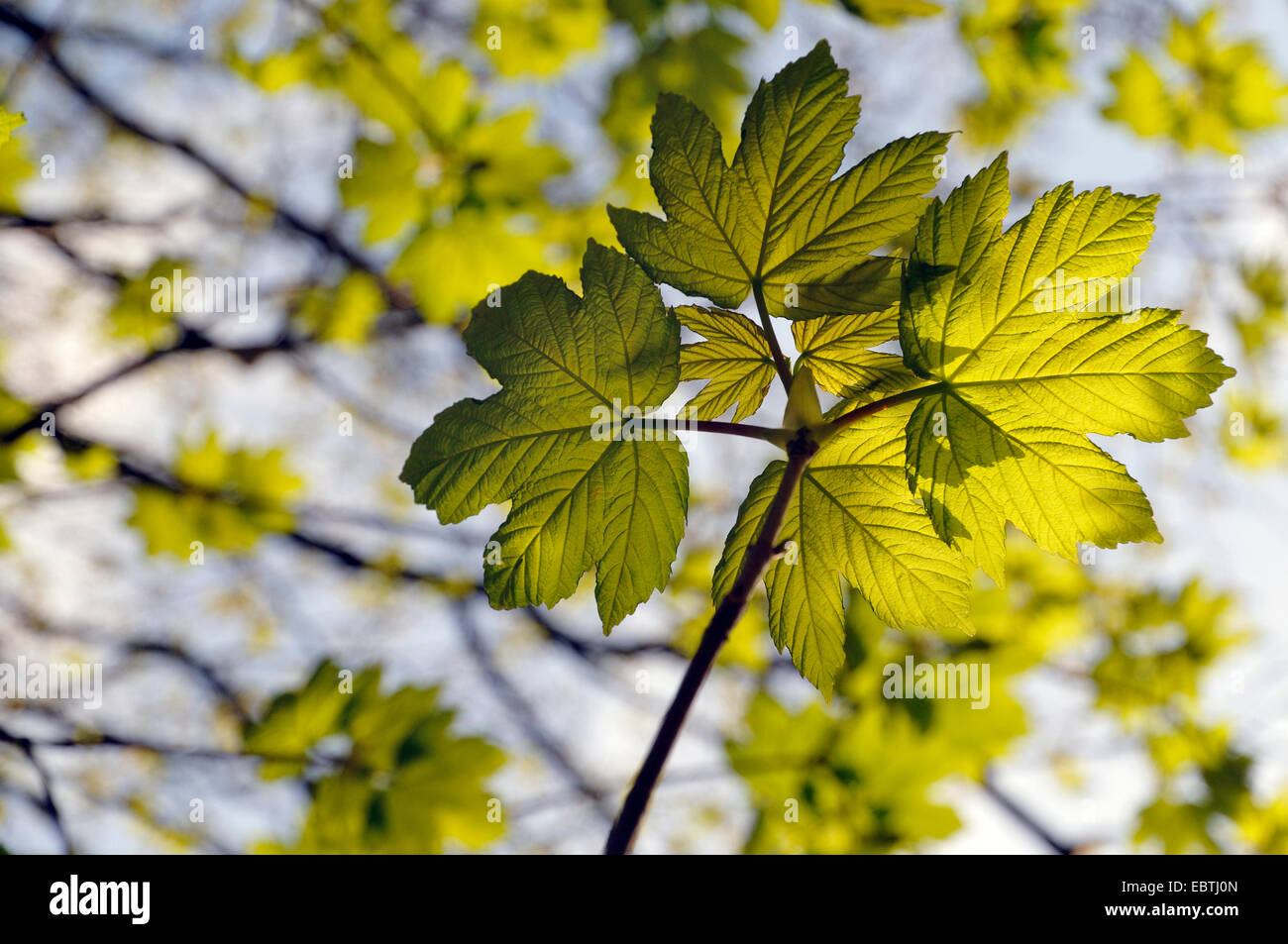 sycamore maple, great maple (Acer pseudoplatanus), proliferation at a twig, Germany, North Rhine-Westphalia Stock Photo