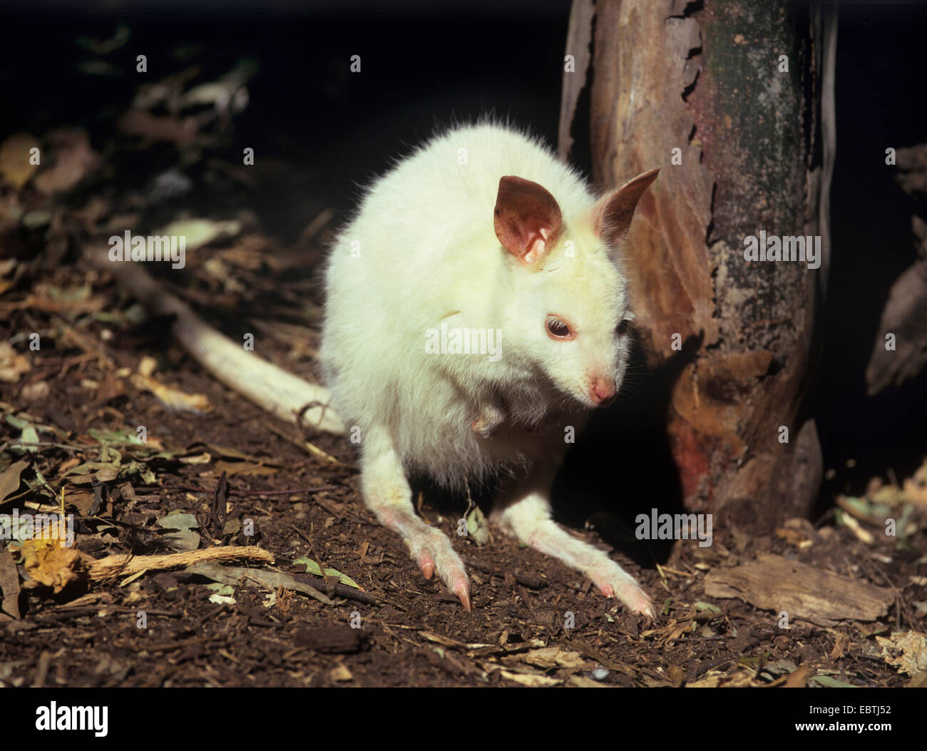 tammar wallaby, dama wallaby (Macropus eugenii), albino Stock Photo