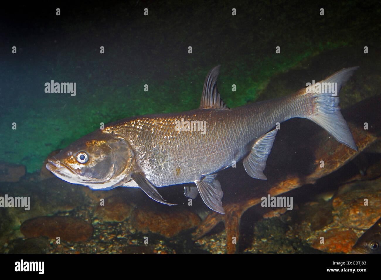 asp (Aspius aspius), swimming at the water ground Stock Photo - Alamy