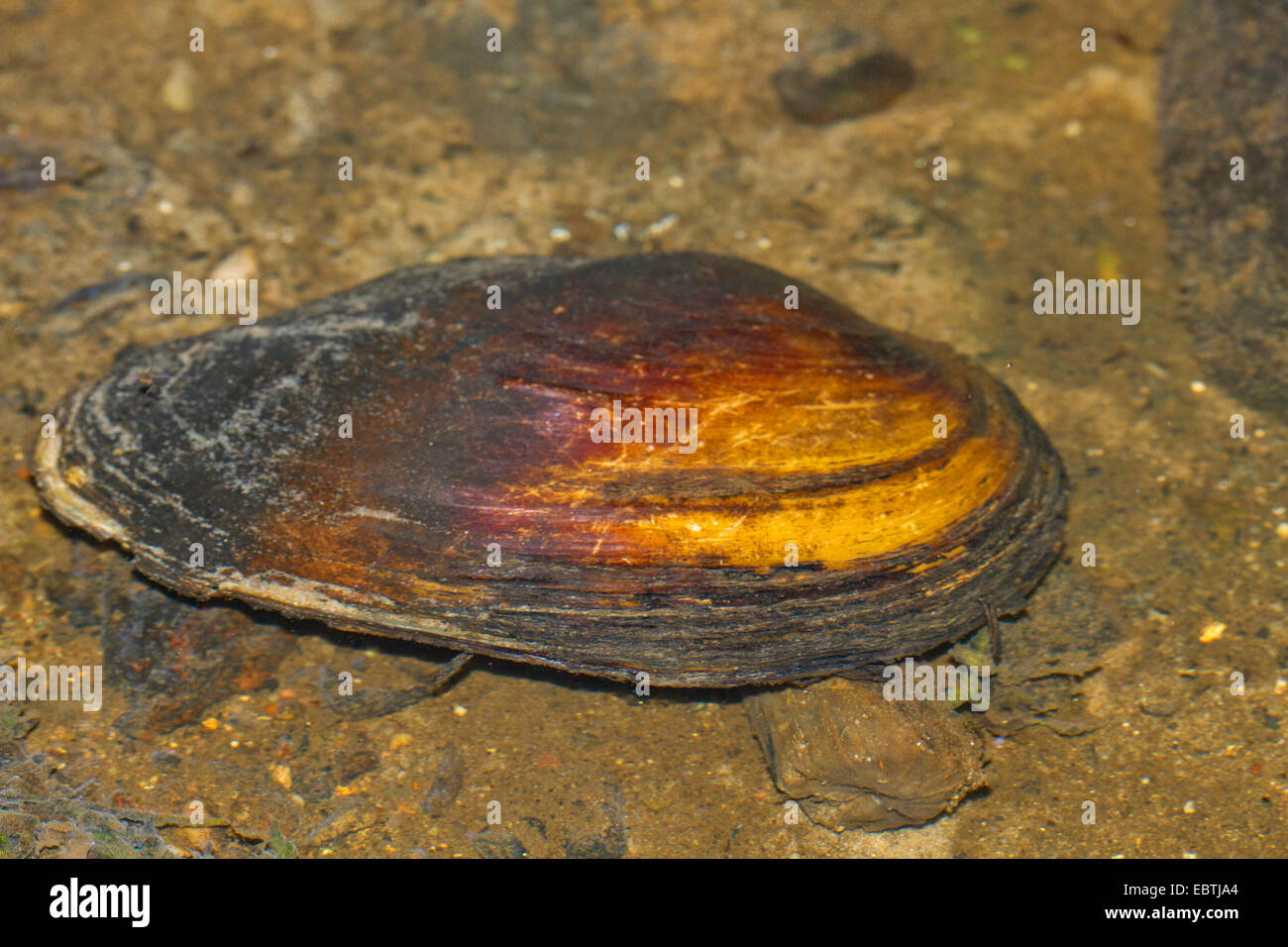swan mussel (Anodonta cygnea), in shallow water, Germany, Mecklenburg-Western Pomerania Stock Photo