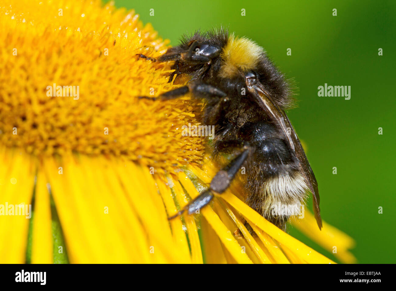 Vestal cuckoo bumblebee (Bombus vestalis), on yellow flower, Germany, Mecklenburg-Western Pomerania Stock Photo
