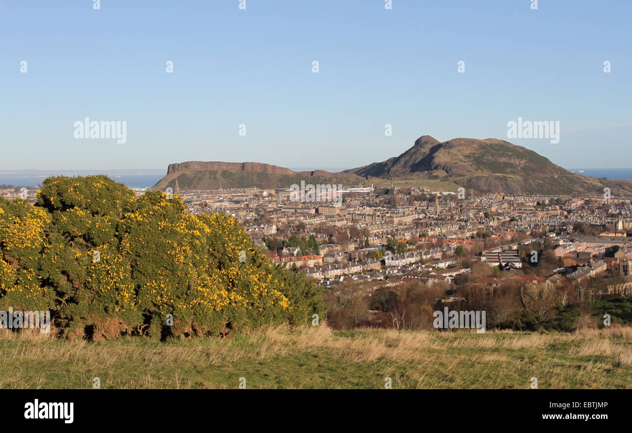 Gorse in bloom and Holyrood Park Edinburgh Scotland November 2014 Stock Photo