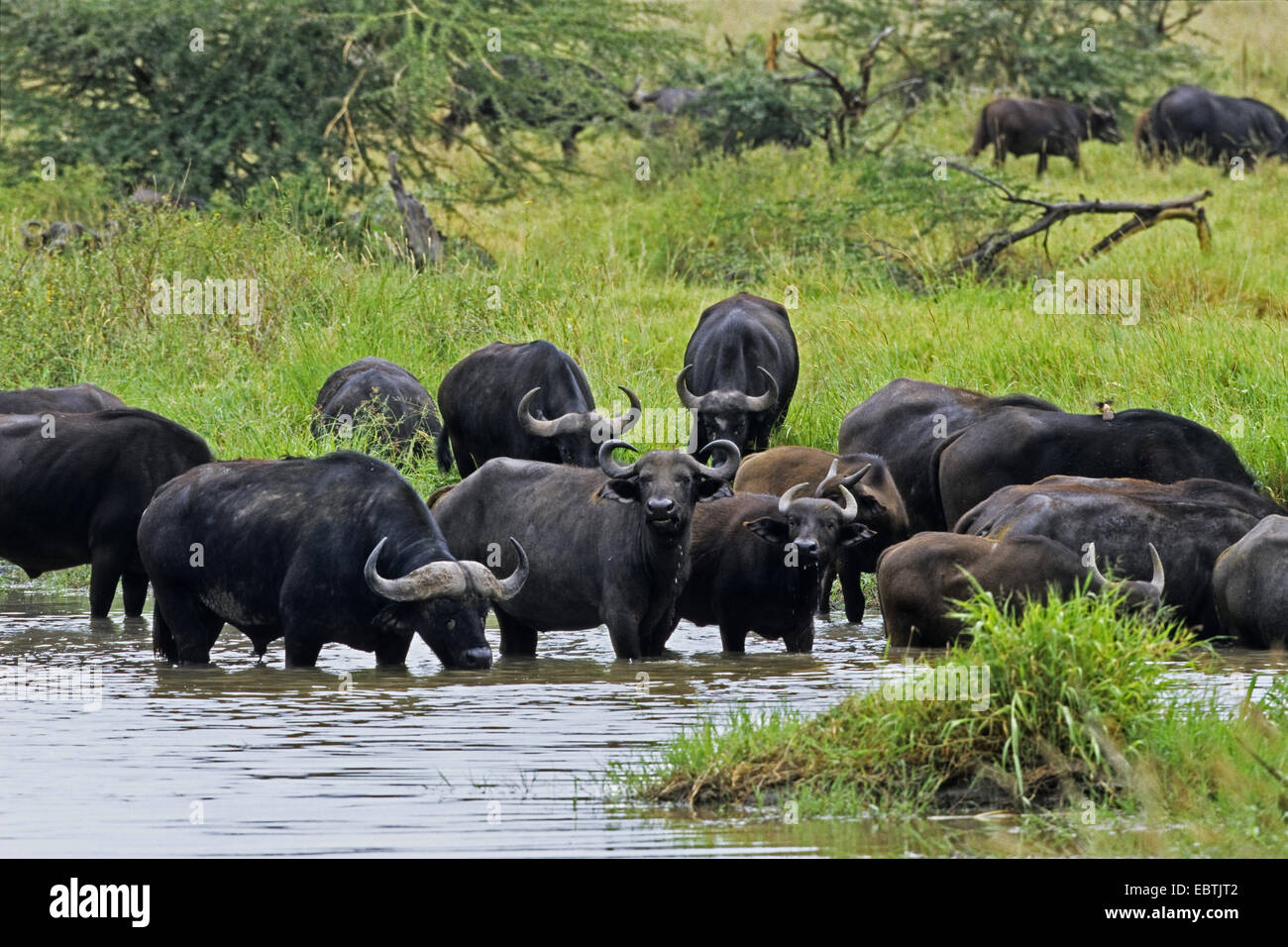 African buffalo (Syncerus caffer), African Buffaloes at waterhole, Tanzania, Serengeti NP Stock Photo
