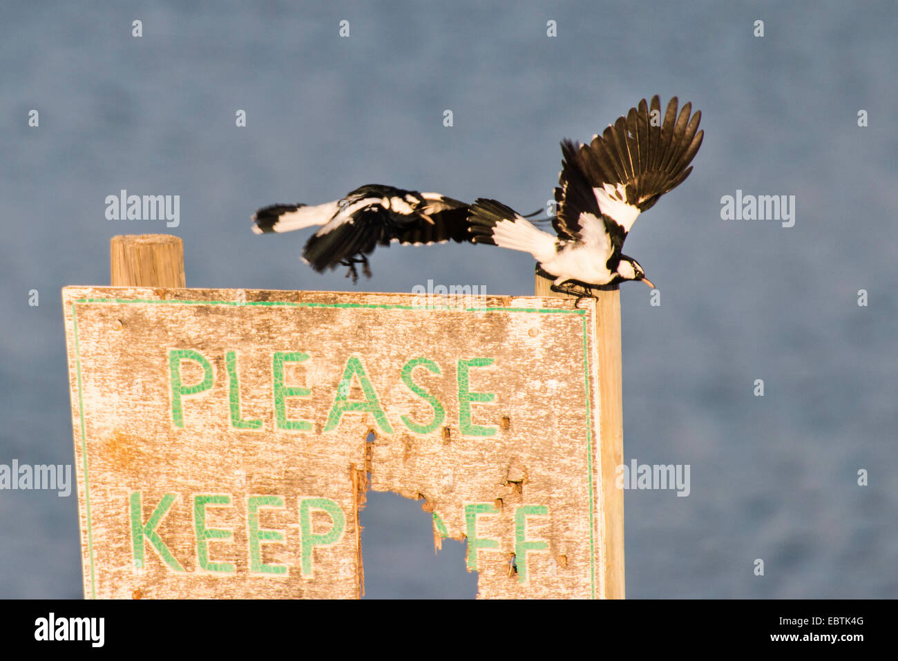 magpie lark (Grallina cyanoleuca), on a sign 'Please keep off', Australia, Western Australia, Carnarvon National Park Stock Photo