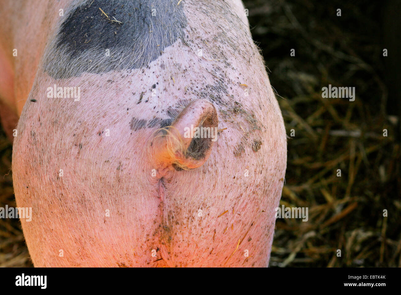 domestic pig (Sus scrofa f. domestica), pig bottom with curly tail, Germany, North Rhine-Westphalia Stock Photo
