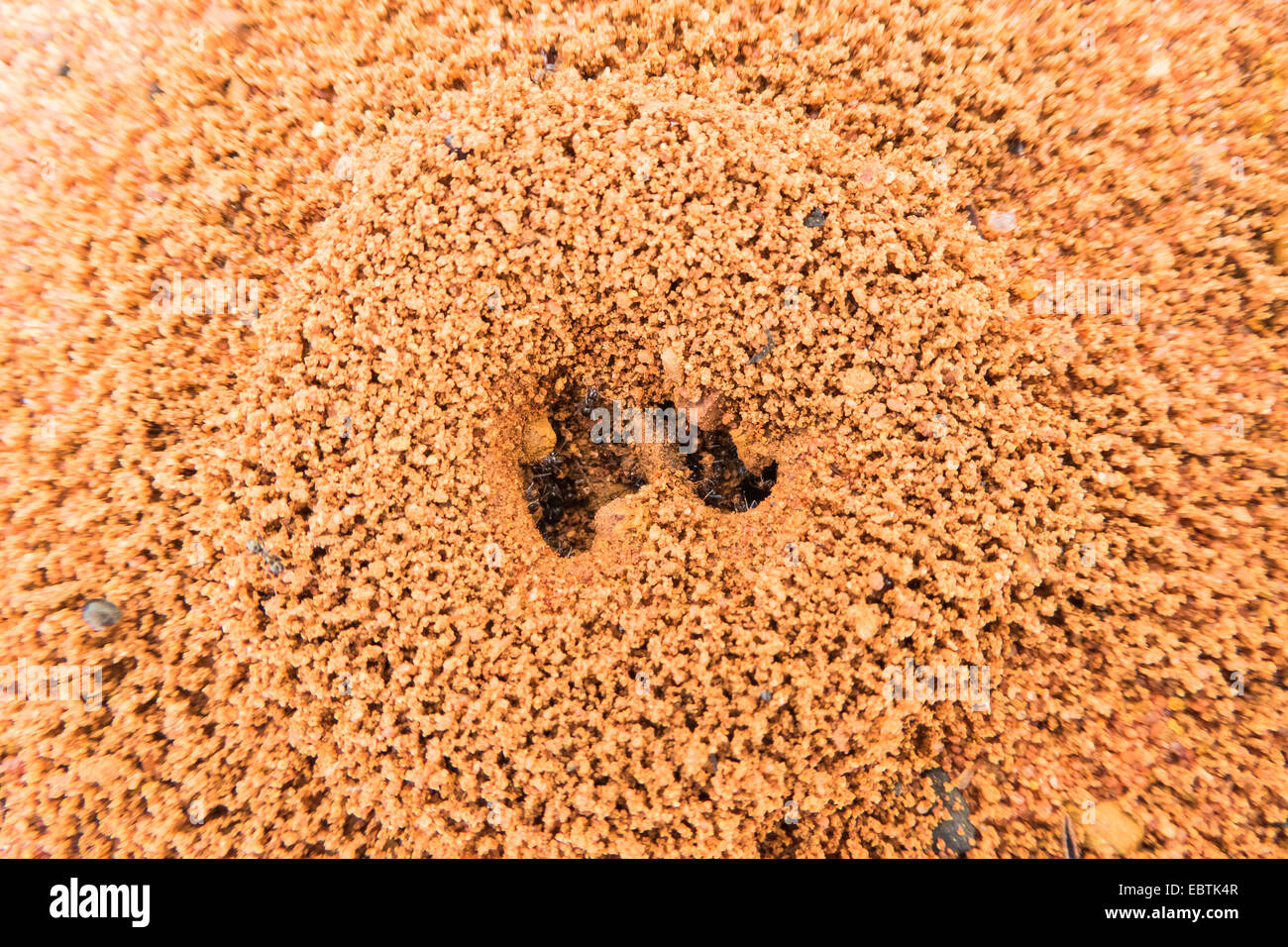 termite (Isoptera), termites nests entrance, Australia, Western Australia, Hamelin Stock Photo