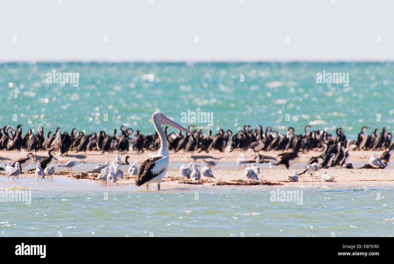 Australian pelican (Pelecanus conspicillatus), lots of bids of different species on the beach of the Francois Peron National Park, Australia, Western Australia, Francois Peron National Park, Monkey Mia Stock Photo