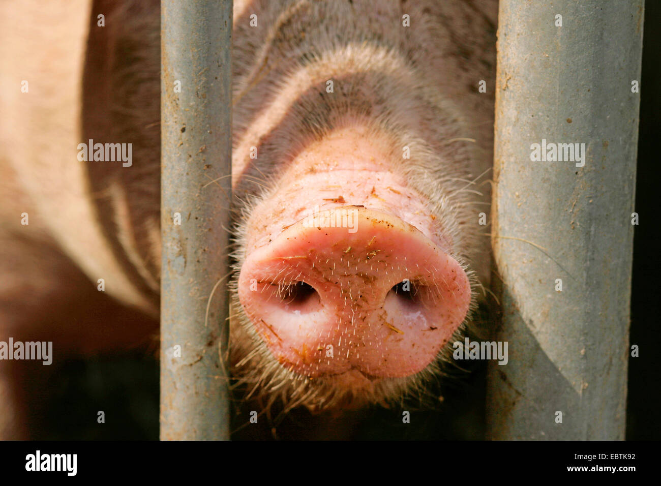 domestic pig (Sus scrofa f. domestica), pig nose at a grid, Germany, North Rhine-Westphalia Stock Photo