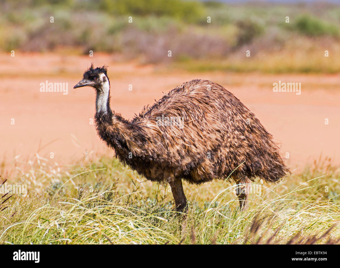 emu (Dromaius novaehollandiae), male, Australia, Western Australia, Cardabia Creek Stock Photo