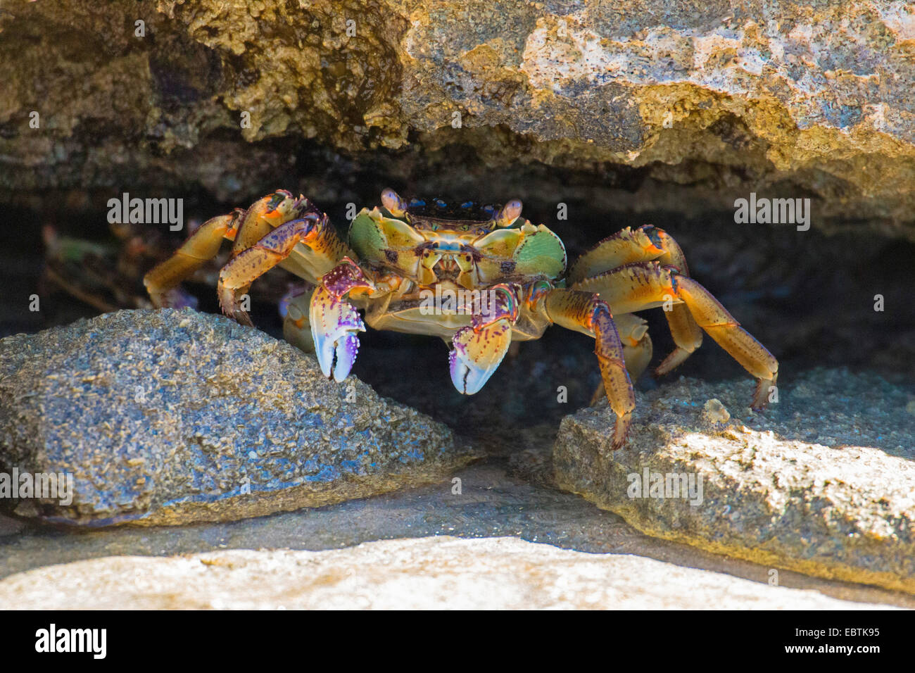 green crab on rocky beach, Australia, Western Australia, Coral Bay Stock Photo