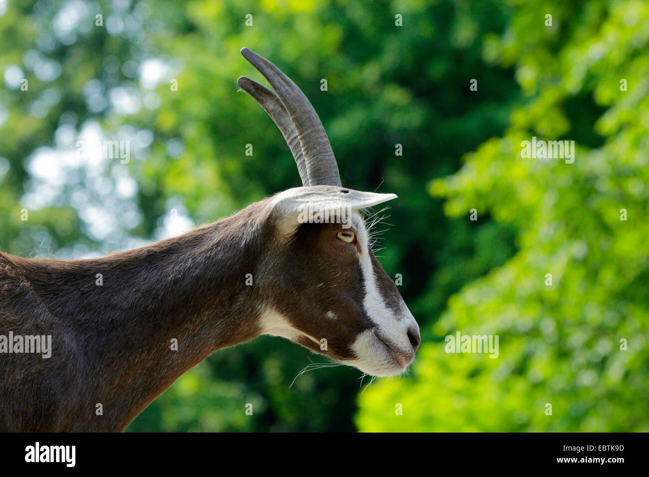Thuringian goat (Capra hircus, Capra aegagrus f. hircus), curious goat with horns, Germany, North Rhine-Westphalia Stock Photo