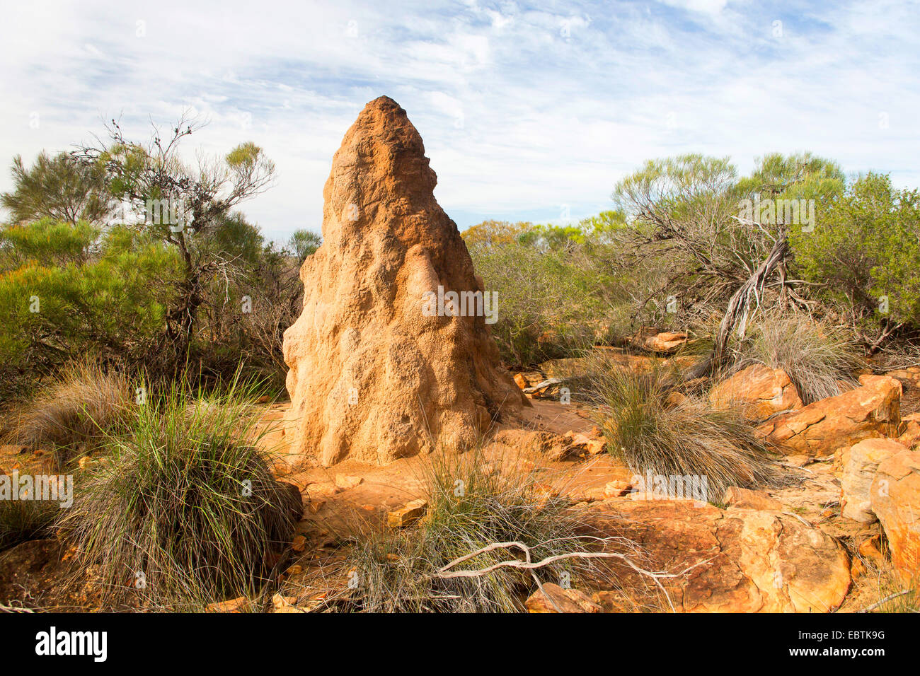 termite (Isoptera), termite hill in the outback, Australia, Western Australia, Kalbarri National Park Stock Photo