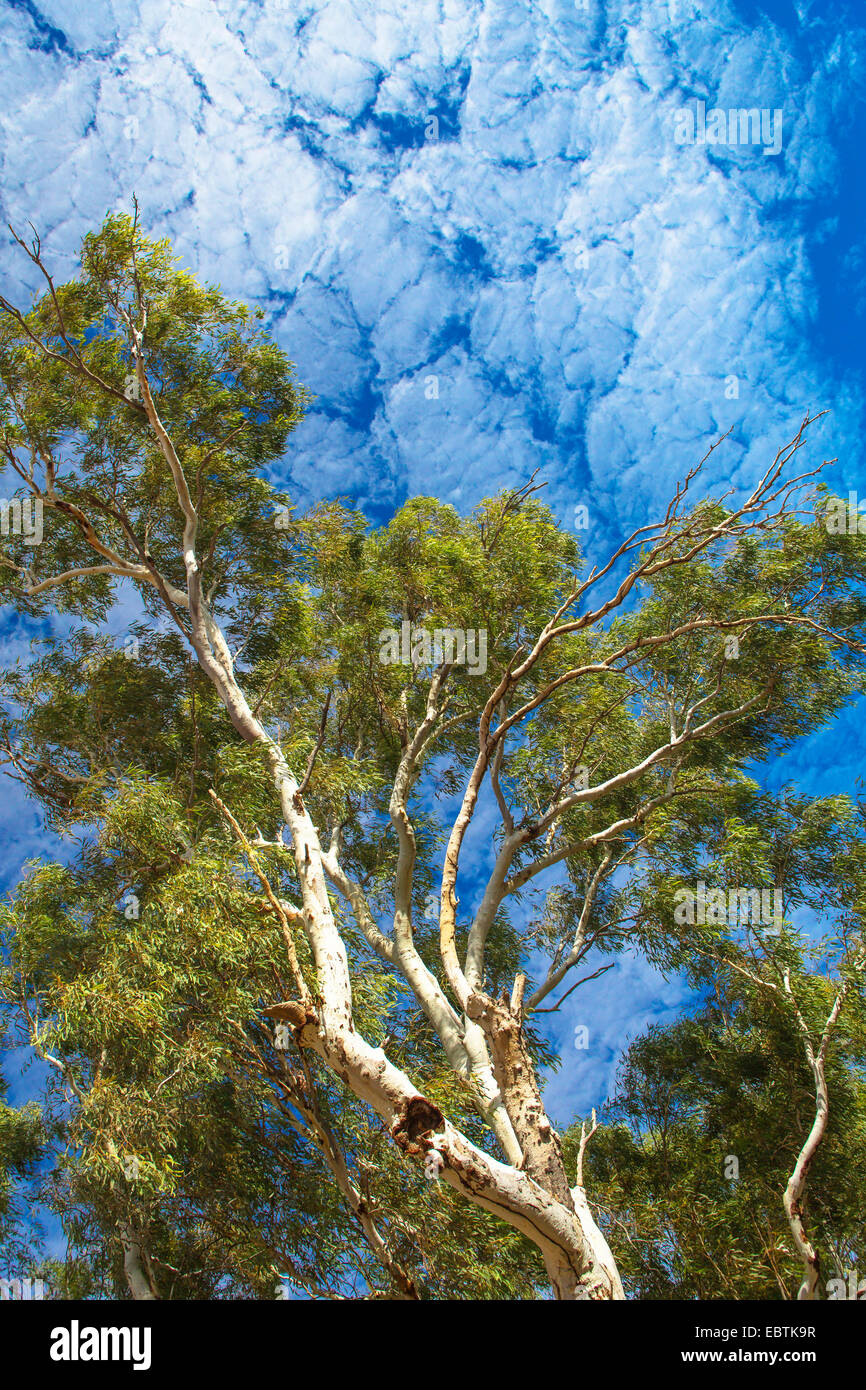 eucalyptus, gum (Eucalyptus spec.), Eucalyptus tree and clouds, Australia, Western Australia, Cardabia Creek Stock Photo