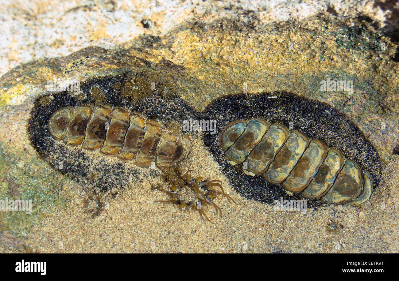 Chiton (Acanthopleura spec.), two digged chitons on the beach, Australia, Western Australia, Coral Bay Stock Photo