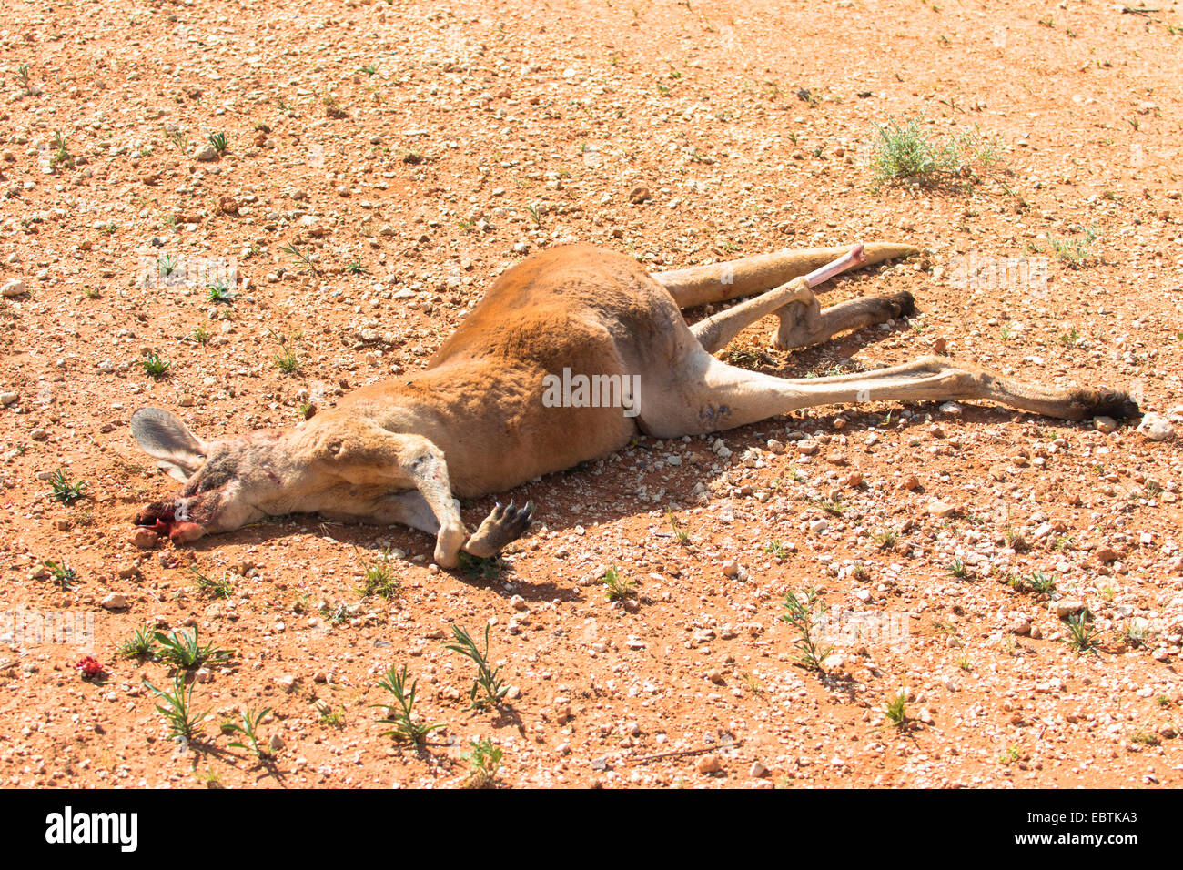 red kangaroo, plains Kangaroo, blue flier (Macropus rufus, Megaleia rufa), dead red kangaroo at the road side, Australia, Western Australia Stock Photo