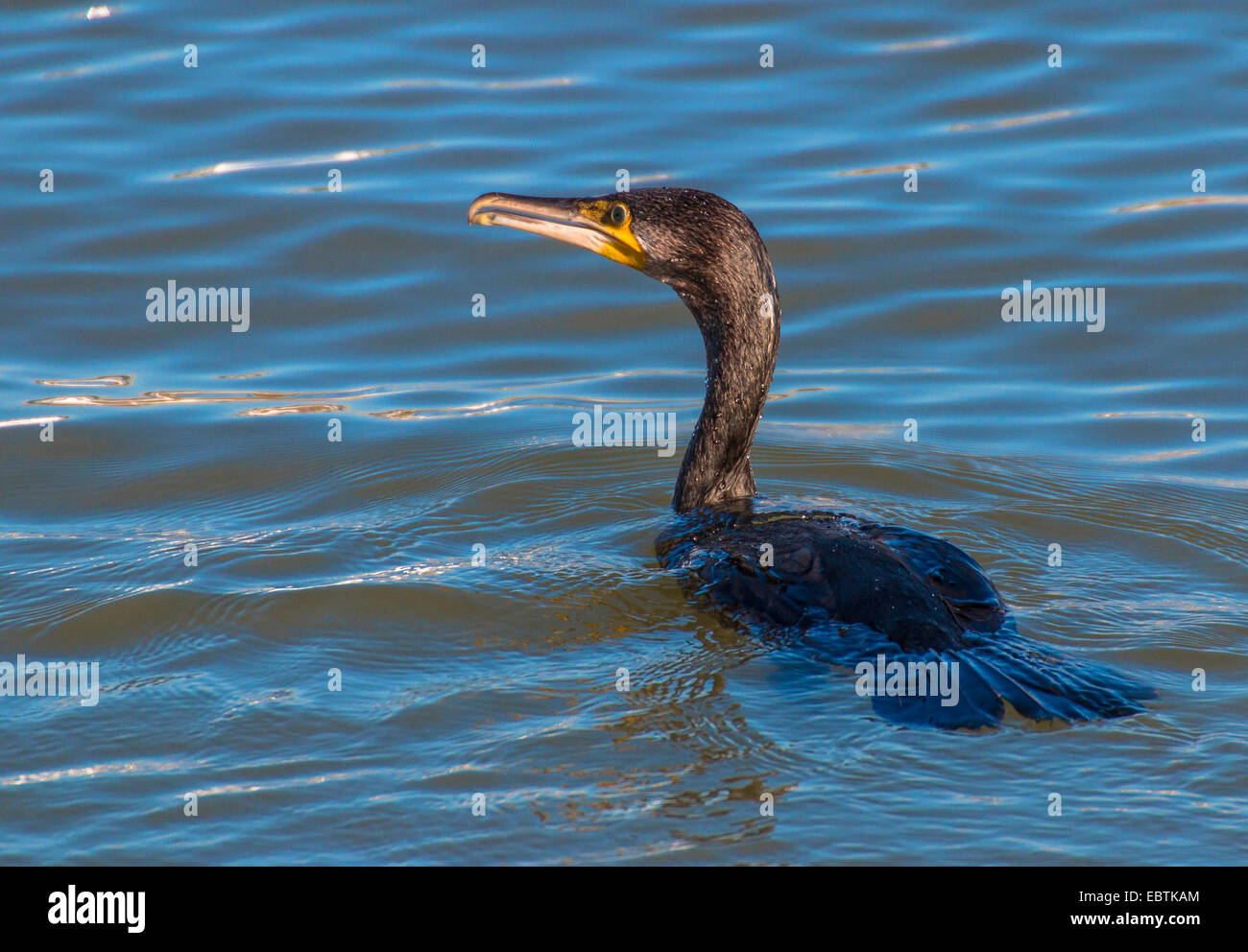 shag (Phalacrocorax aristotelis), swimming on the water, Germany, Lower Saxony Stock Photo