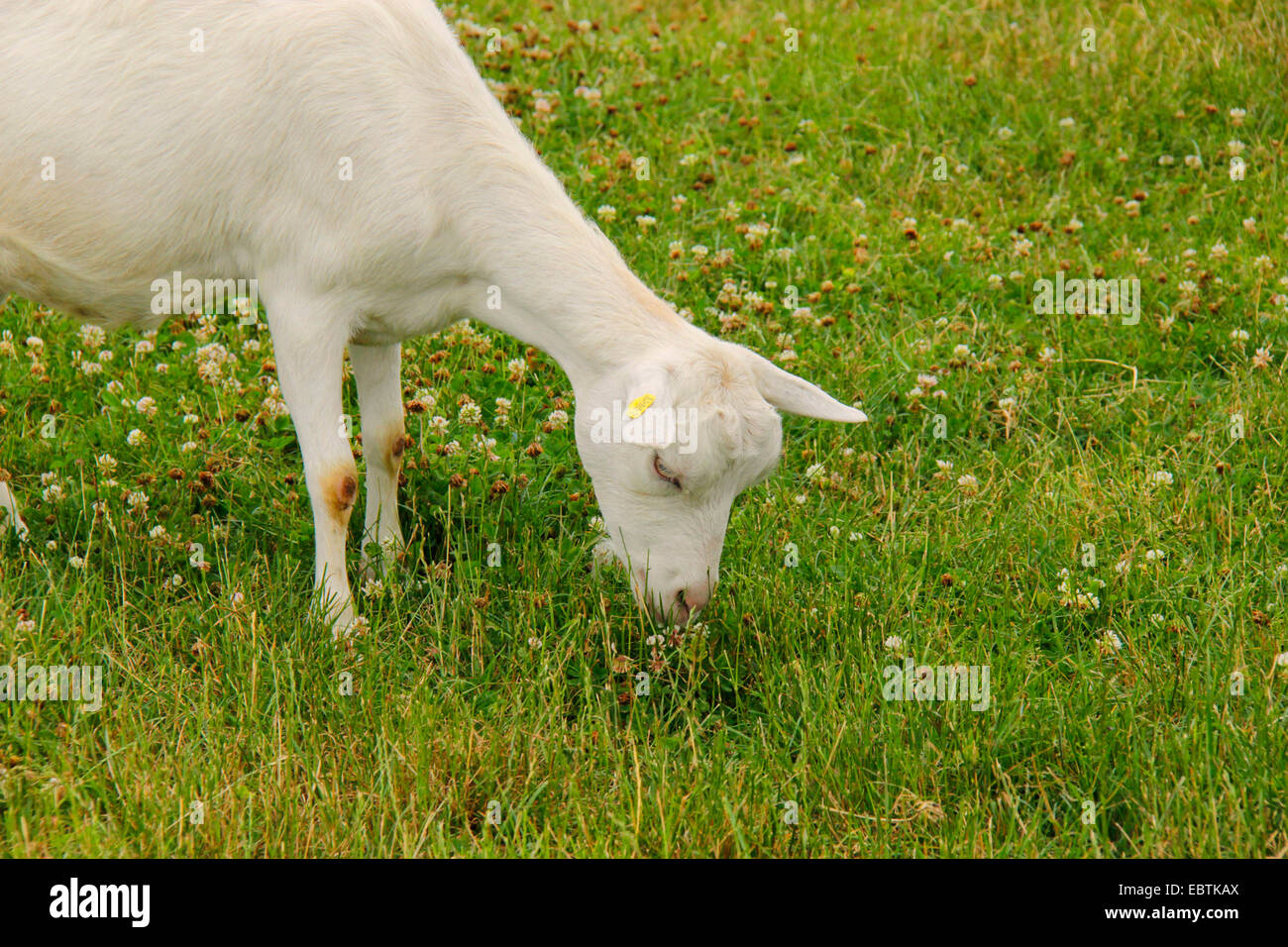 Goat Deutsch Goat Deutsch