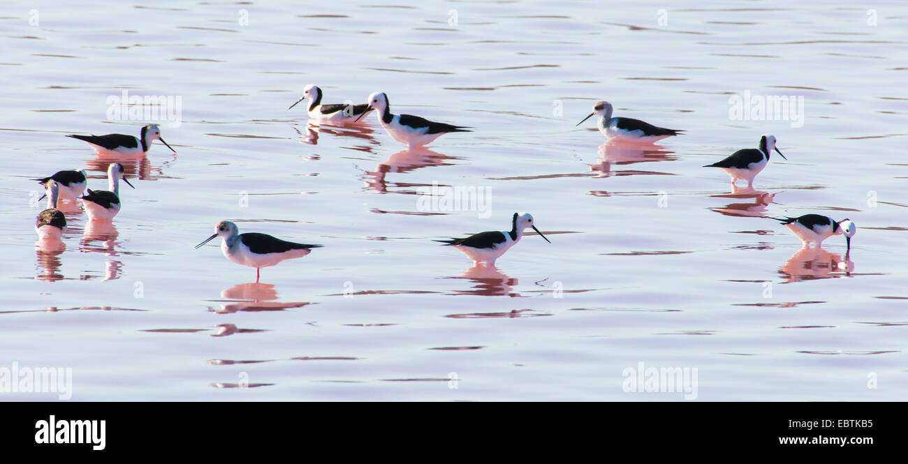 black-winged stilt (Himantopus himantopus), black-winged stilt in red Hutt Lagoon, red colour comes from algae Dunaliella salina, Australia, Western Australia, Hutt Lagoon Stock Photo