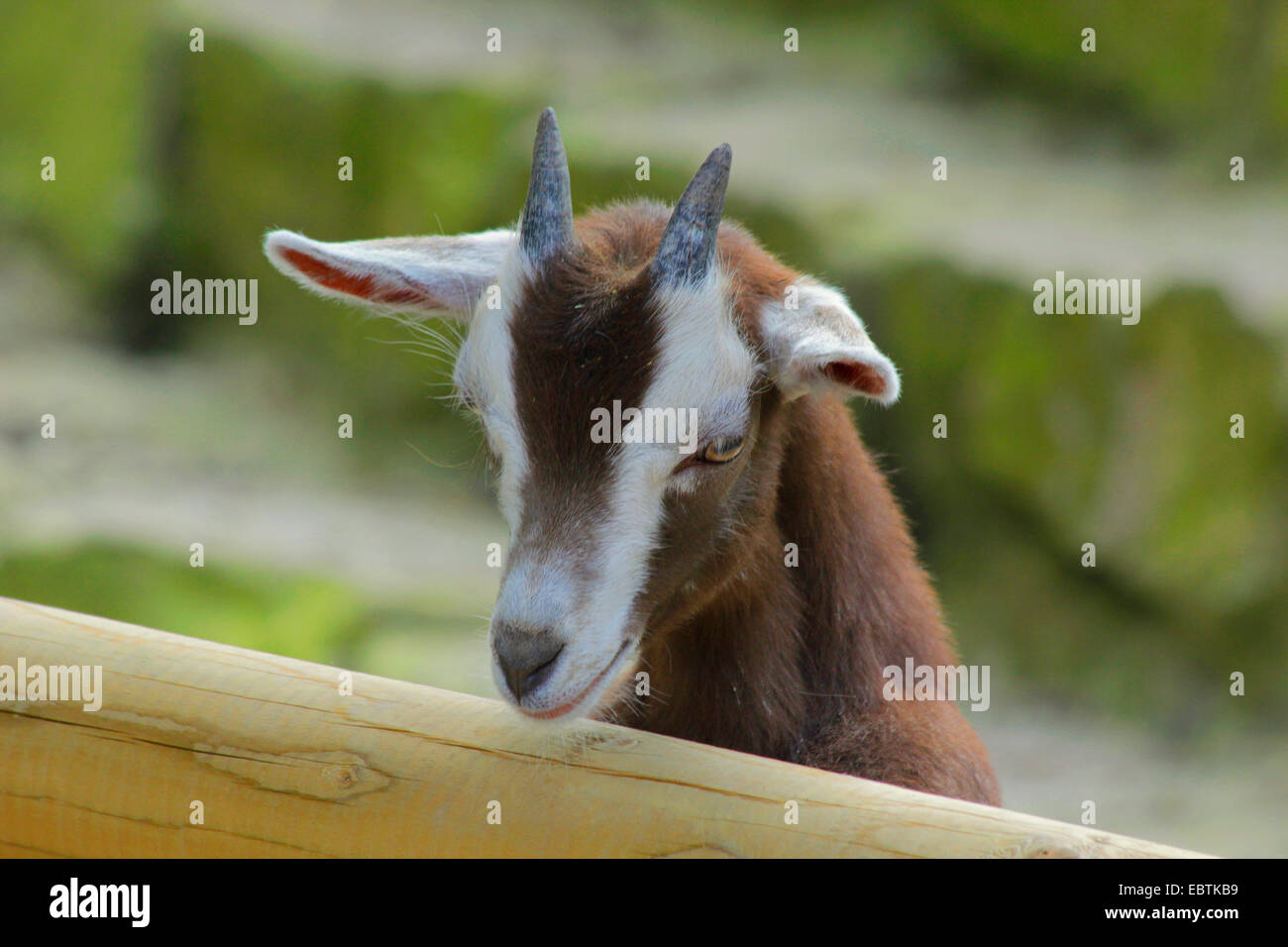 Thuringian goat (Capra hircus, Capra aegagrus f. hircus), curious goat kid looking over wooden fence, Germany, North Rhine-Westphalia Stock Photo