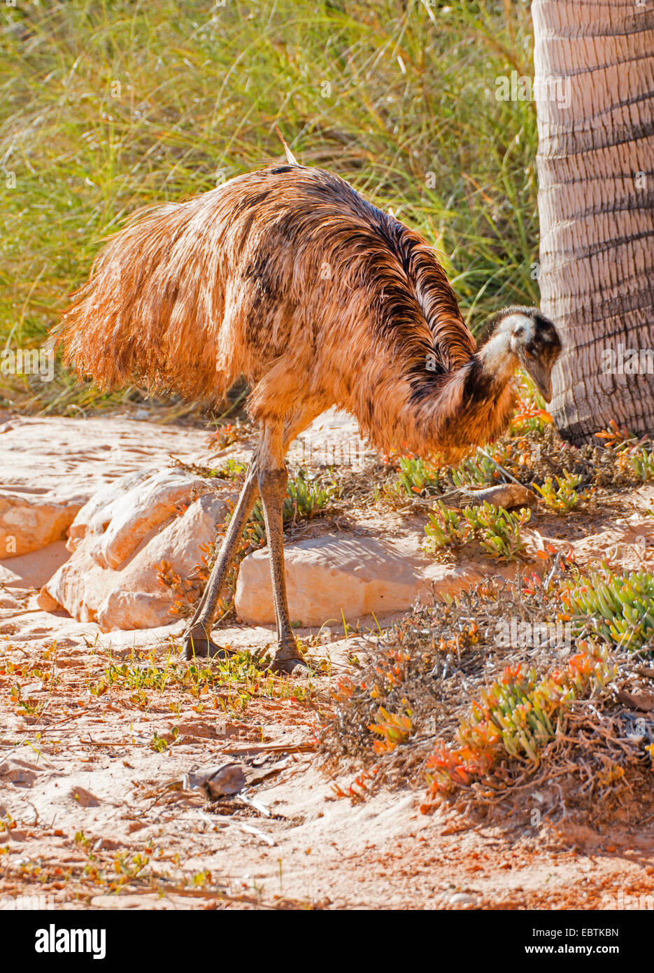 emu (Dromaius novaehollandiae), on the beach, Australia, Western Australia, Monkey Mia Stock Photo