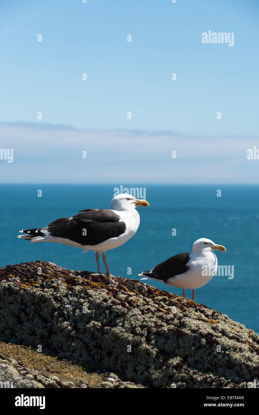 Pair of Lesser Black-backed Gulls, Larus fuscus Stock Photo