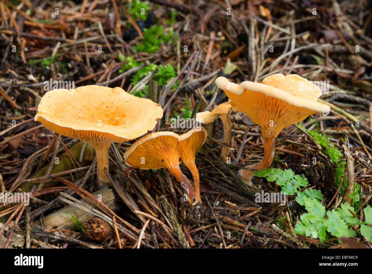 False Chanterelle (Hygrophoropsis aurantiaca), fruiting bodies on forest ground, Germany Stock Photo