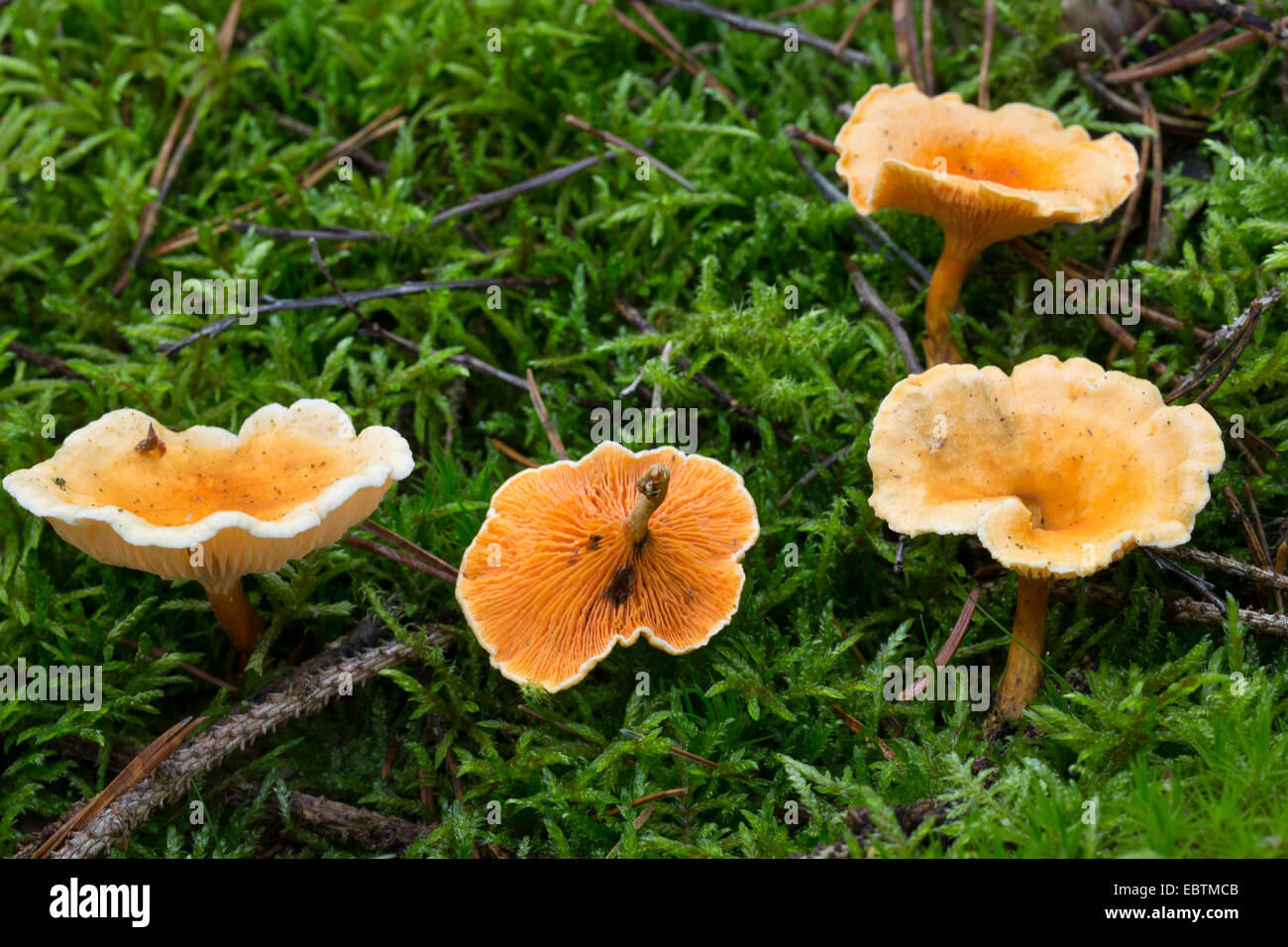 False Chanterelle (Hygrophoropsis aurantiaca), fungi in moss, Germany Stock Photo
