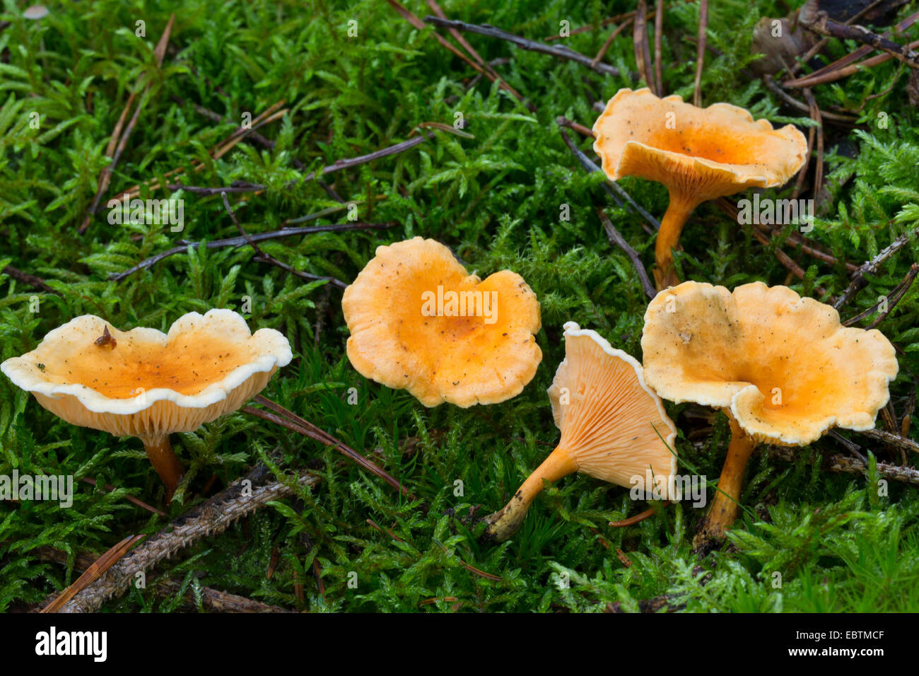 False Chanterelle (Hygrophoropsis aurantiaca), fungi in moss, Germany Stock Photo