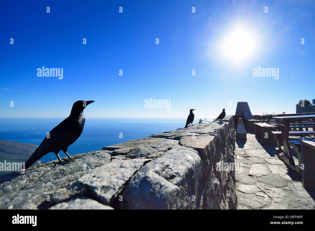 trisram's starling (Onychognathus tristramii), on a wall, South Africa, Table Mountain National Park Stock Photo