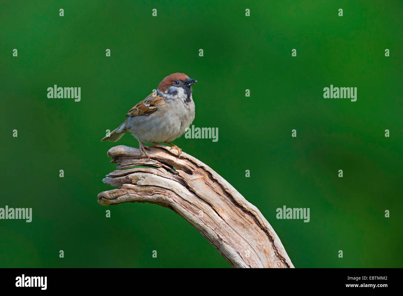 Eurasian tree sparrow (Passer montanus), on a dead branch, Germany Stock Photo