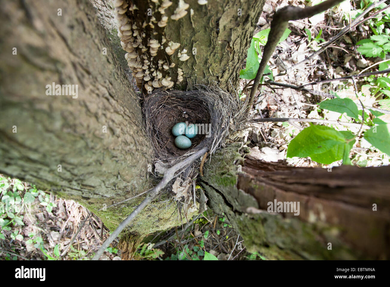 The nest of the Blackbird (Turdus merula) Stock Photo