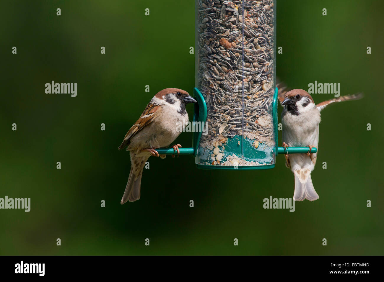Eurasian tree sparrow (Passer montanus), tree sparrows feed grains from a bird feeder, Germany Stock Photo