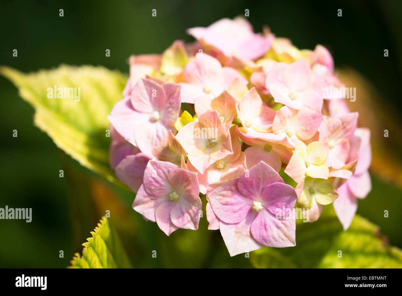 Mophead Hydrangea, Hydrangea macrophylla in bloom Stock Photo Alamy
