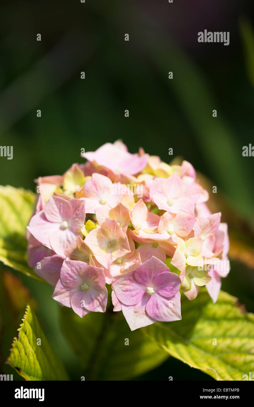 Mophead Hydrangea, Hydrangea macrophylla in bloom Stock Photo Alamy