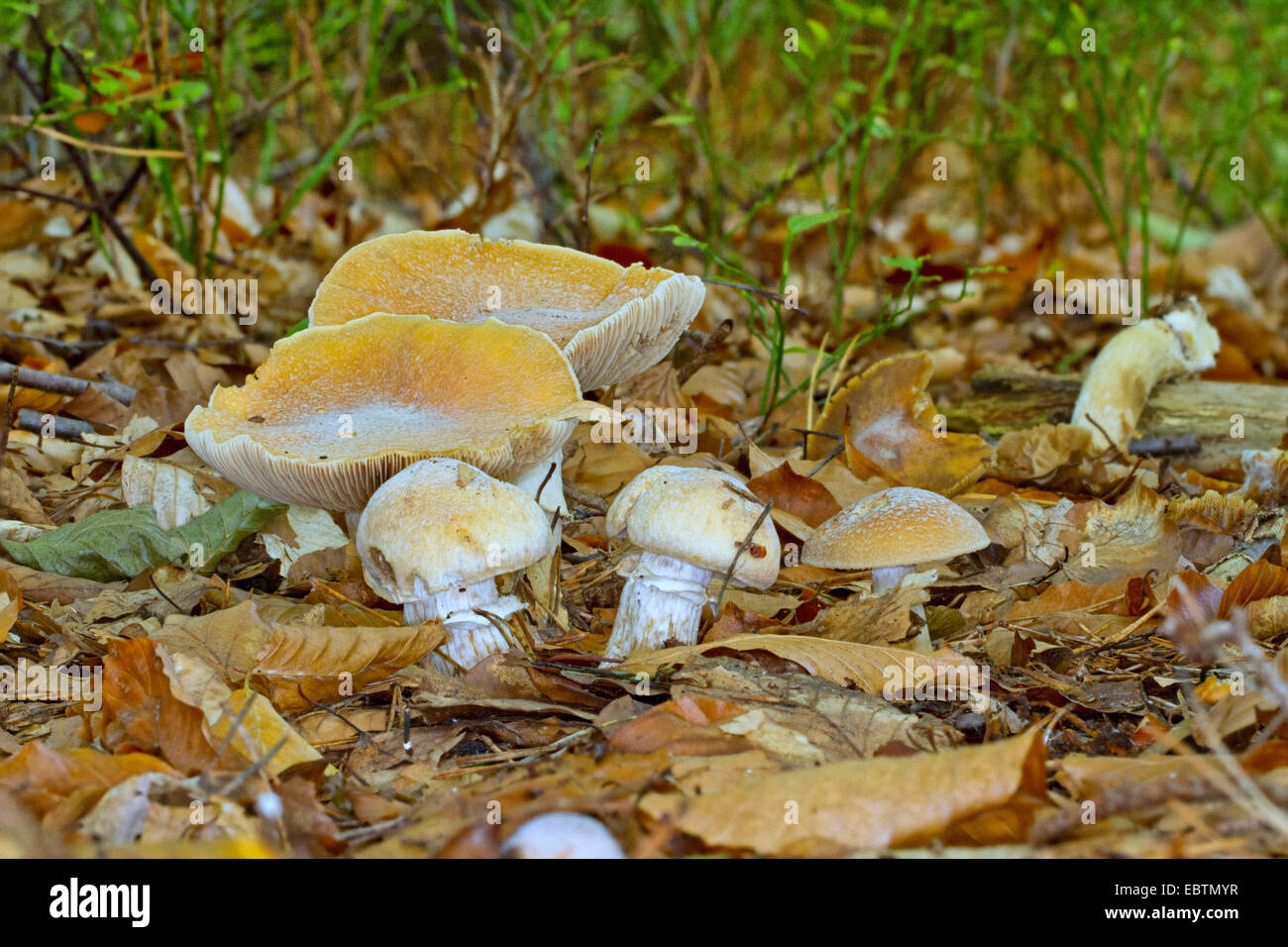 the gypsy (Rozites caperatus), five fruiting bodies on forest floor, Germany, Mecklenburg-Western Pomerania Stock Photo