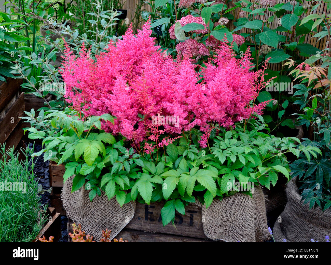 Close up of the Astilbe 'Jump and Jive' in a simple container Stock Photo
