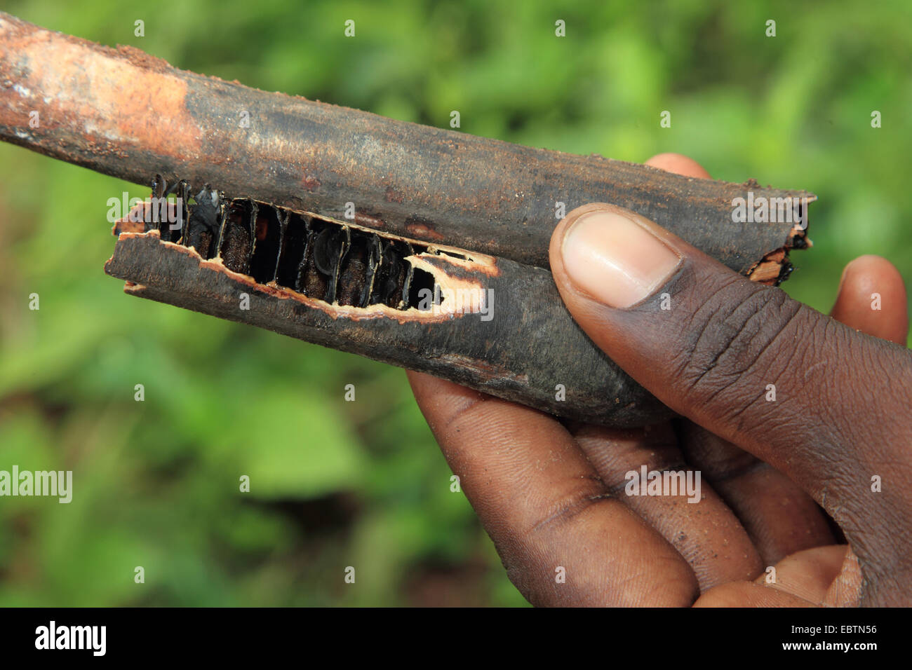 common liquorice, cultivated licorice, licorice, liquorice, sweet
