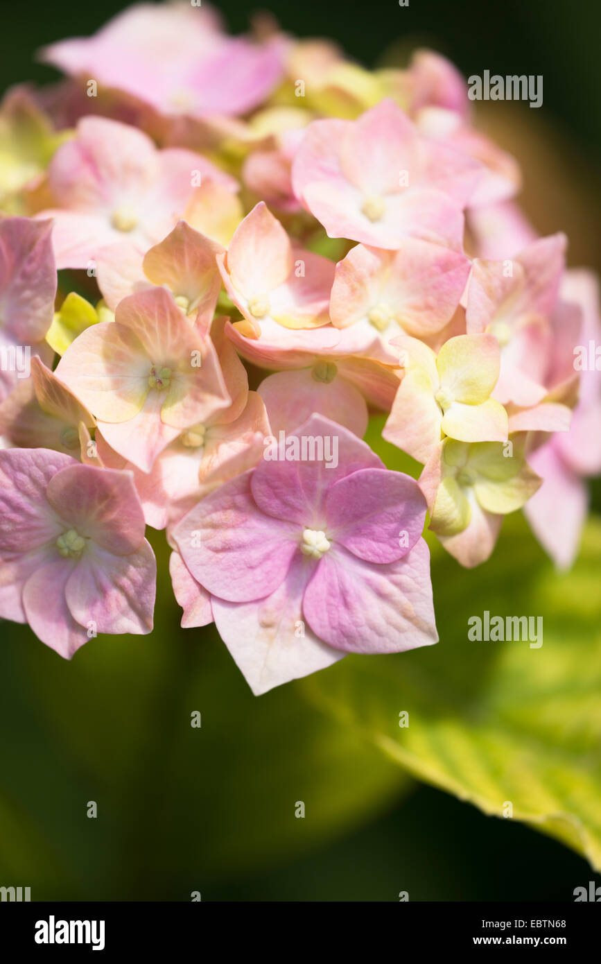 Mophead hydrangea hi-res stock photography and images - Alamy