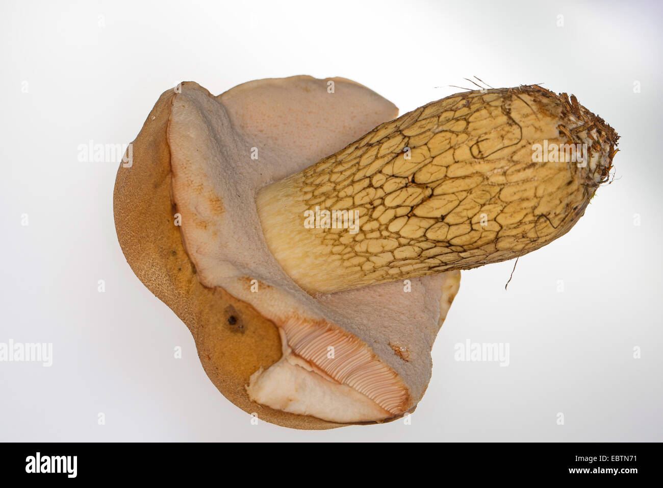 bitter bolete (Tylopilus felleus), fruiting body, cutout, Germany Stock Photo