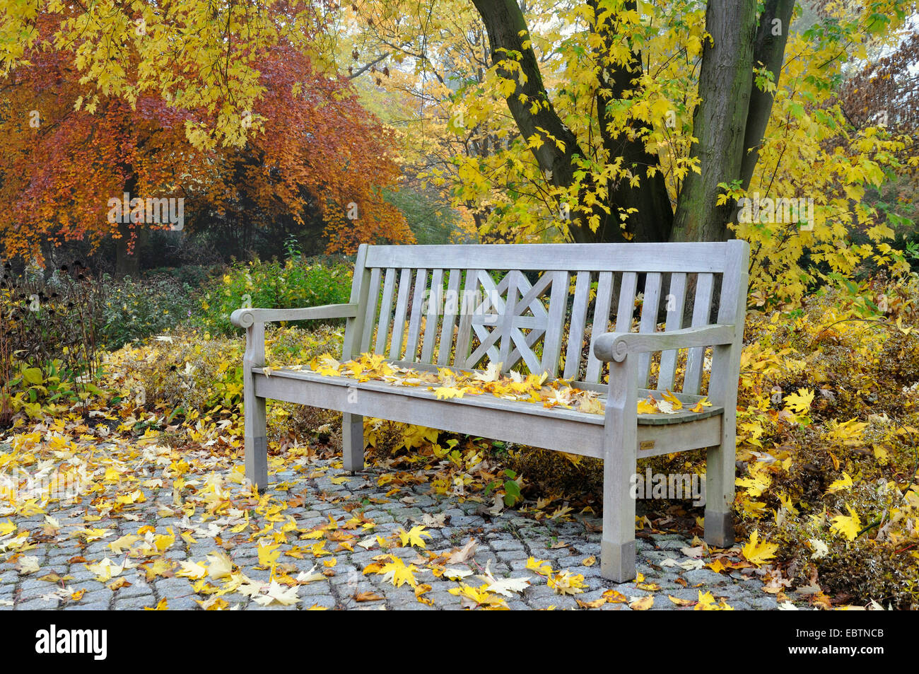 autumn leaves with park bench, Germany Stock Photo