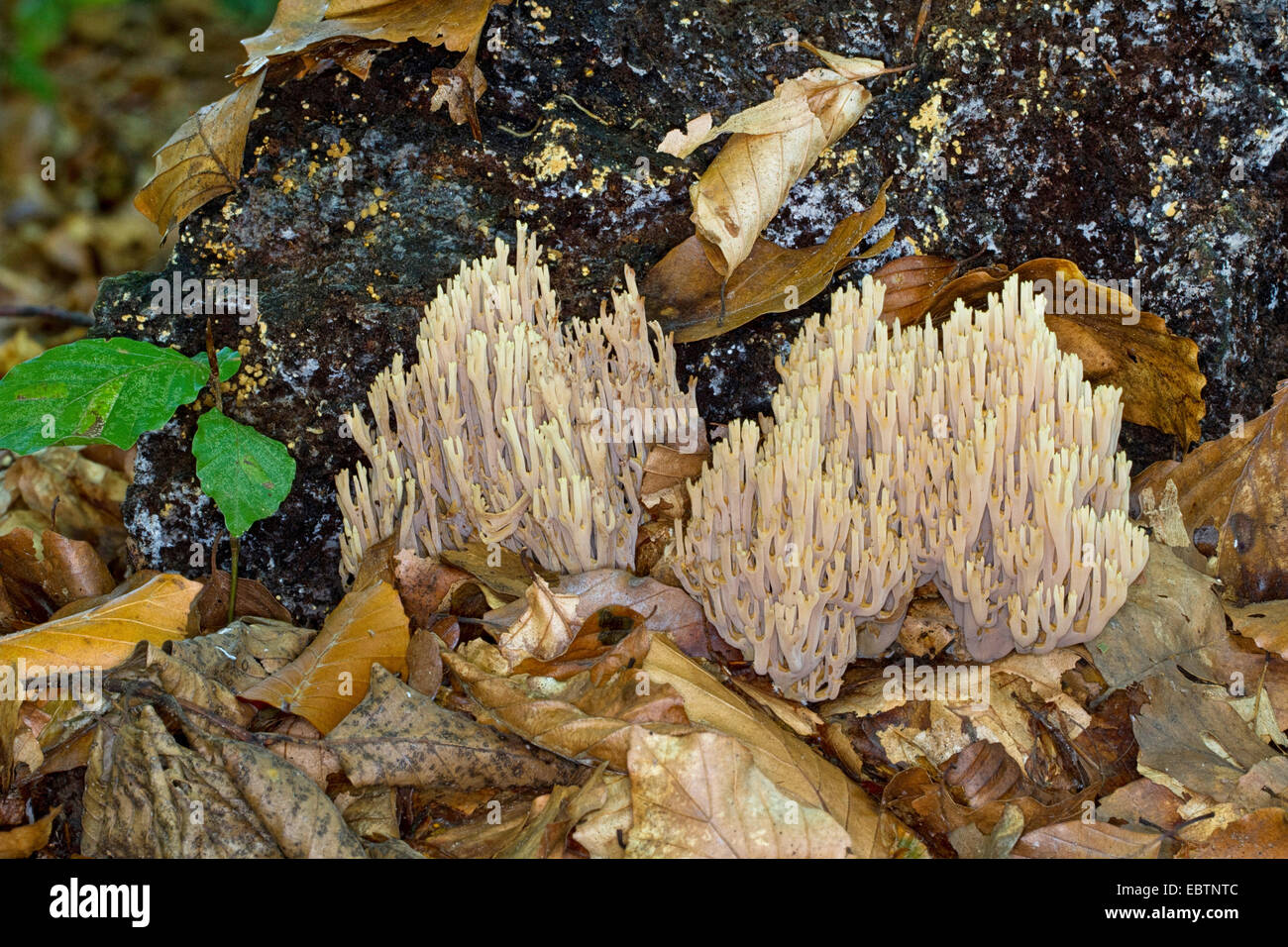 Upright coral (Ramaria stricta), at the foot of a tree trunk, Germany, Mecklenburg-Western Pomerania Stock Photo